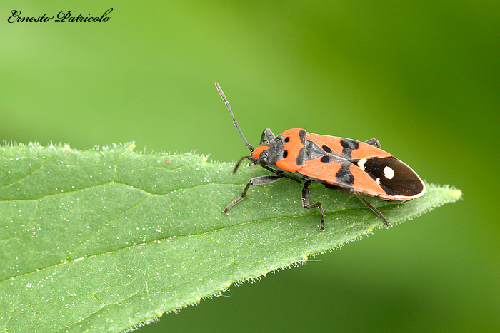 Lygaeidae: Lygaeus cf simulans della Val di Non (TN)